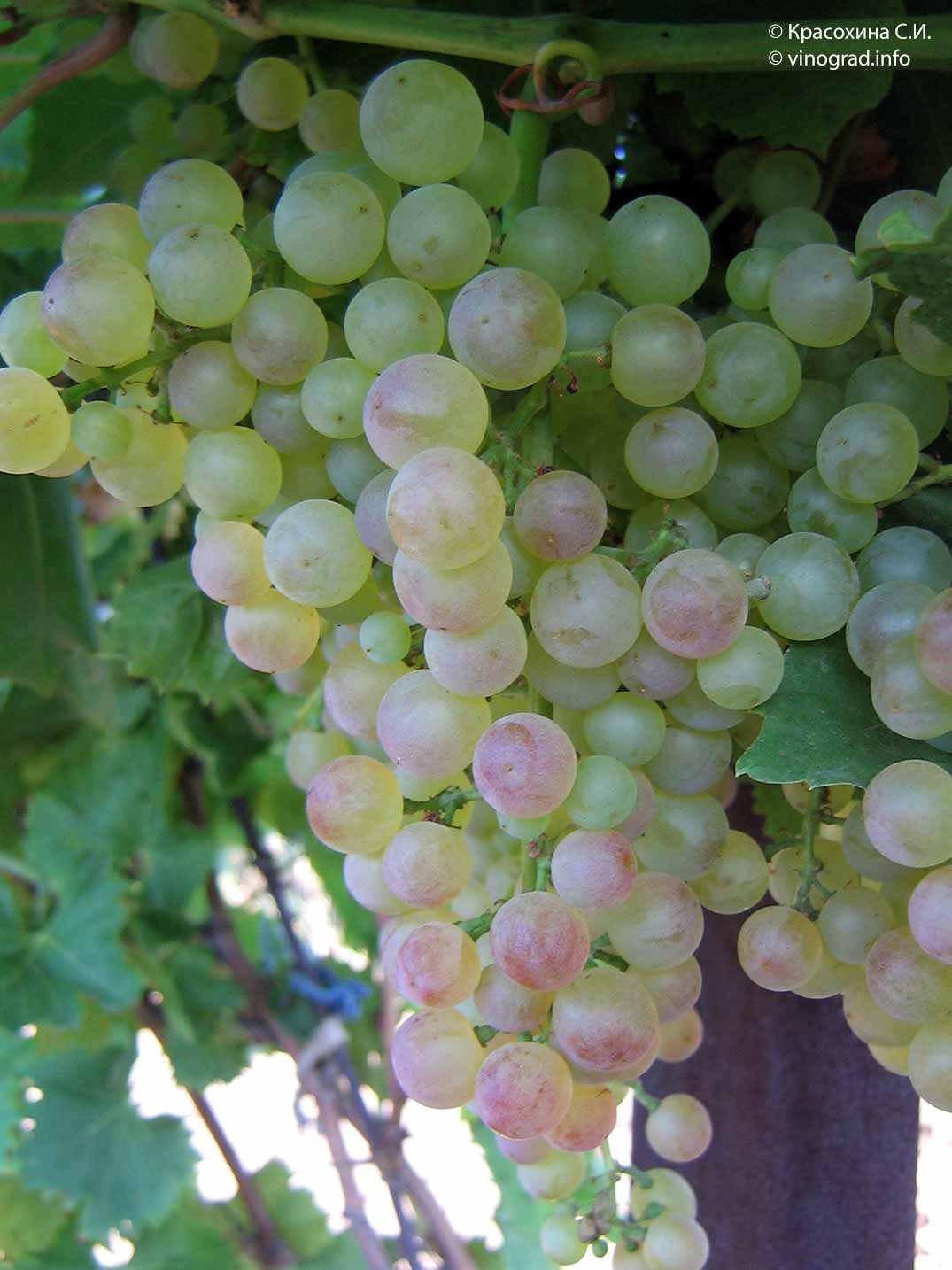 Сорт винограда коринка русская: что нужно знать о нем, описание сорта, отзывы