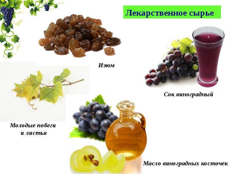 Польза употребления винограда в пищу для человека, полезные свойства ягод, возможный вред для здоровья организма