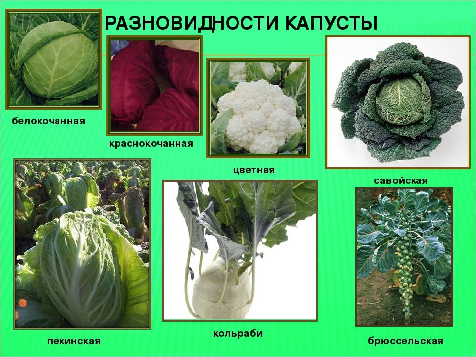 Сорта капусты брокколи: описание с фото и названиями, отзывы