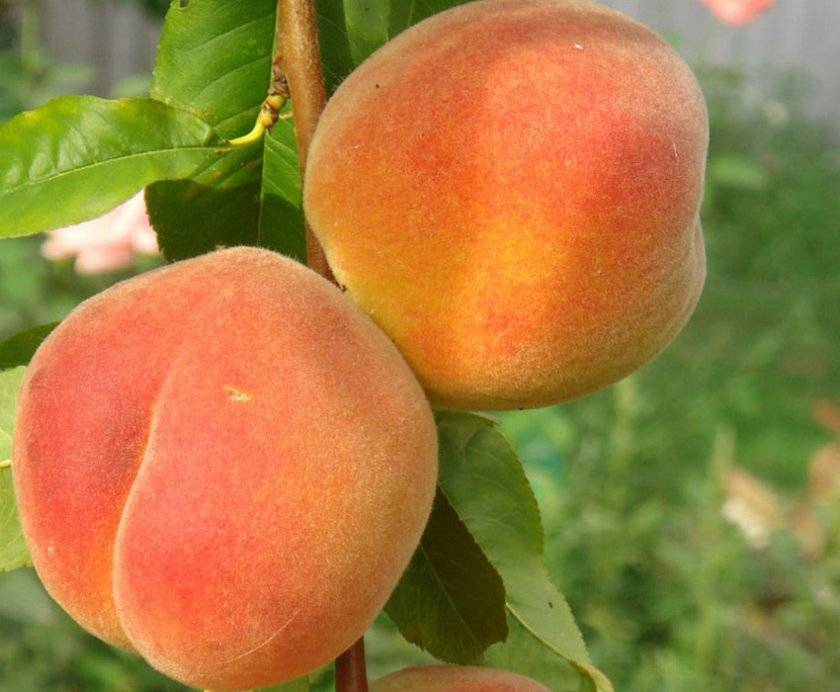 Персик золотой юбилей: описание сорта, фото, отзывы - растения и огород