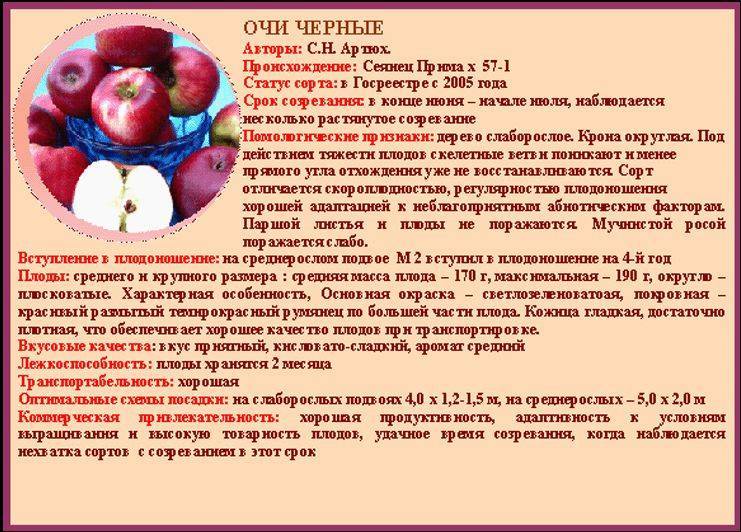 Яблоня квинти: описание, фото, отзывы