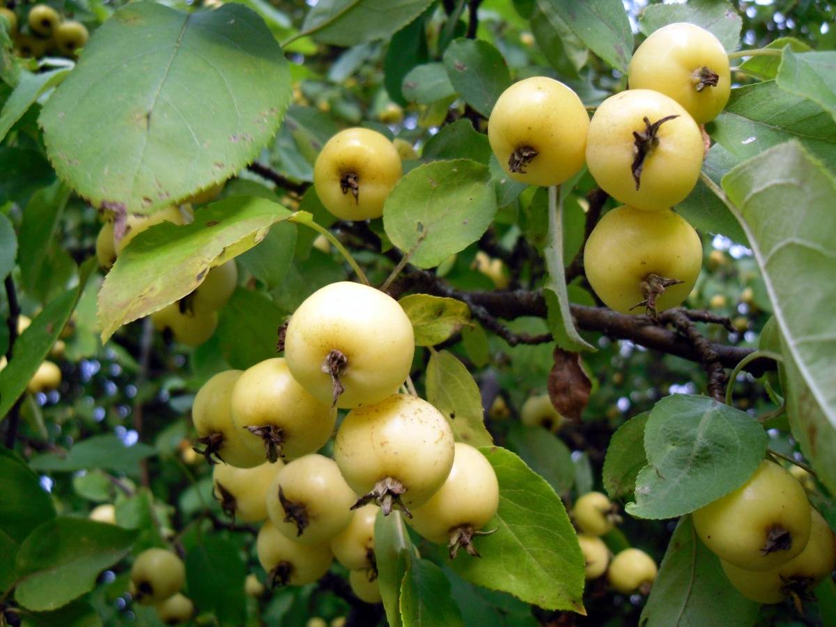 Характеристика разновидности яблонь Китайка и описание 15 лучших сортов