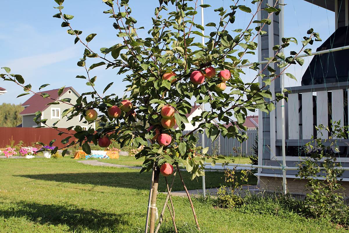 Лучшие сорта яблони для подмосковья: описание топ 22 видов, чтобы посадить на даче
