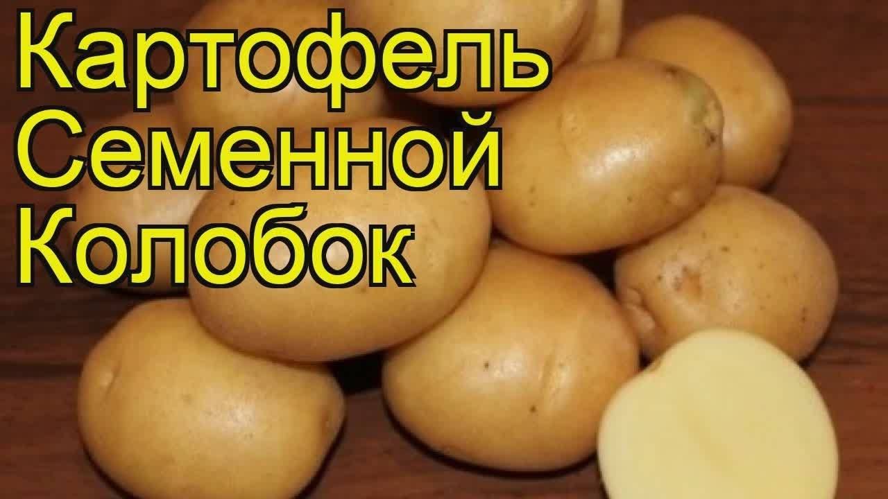Картофель колобок: характеристика, вкусовые качества, сколько дней будет расти