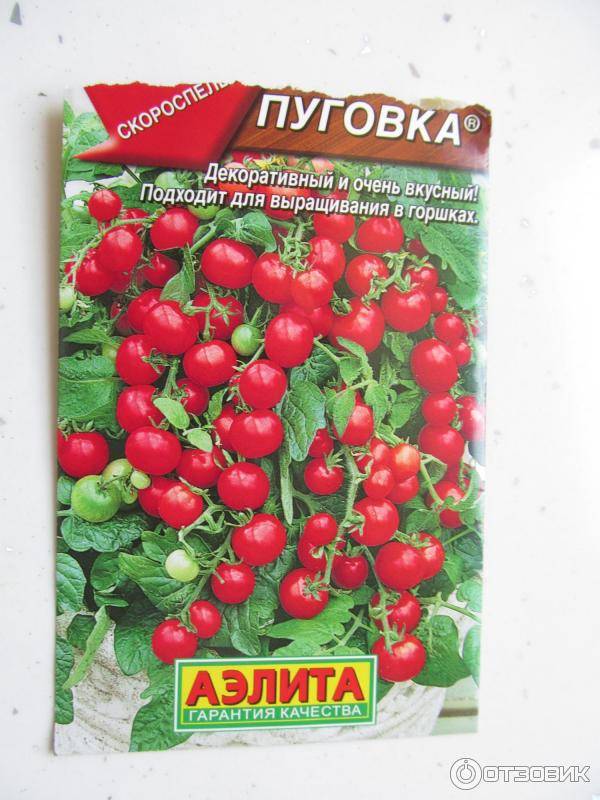 Выращивание сорта томата пуговка, его характеристика и описание – дачные дела