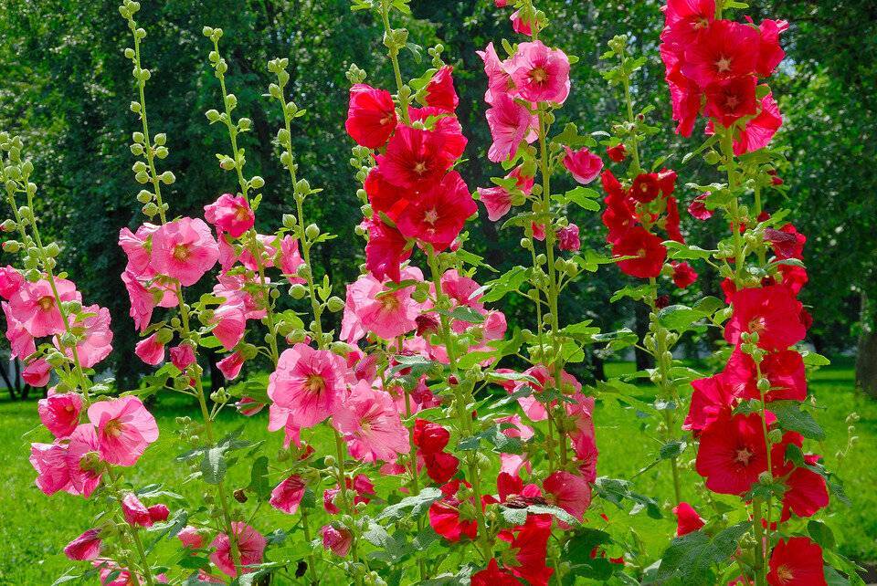 Штокроза – секреты выращивания садовой красавицы