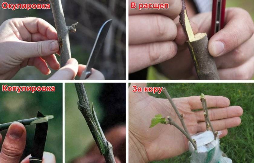 Успешное размножение яблони зелеными черенками. секреты опытных садоводов