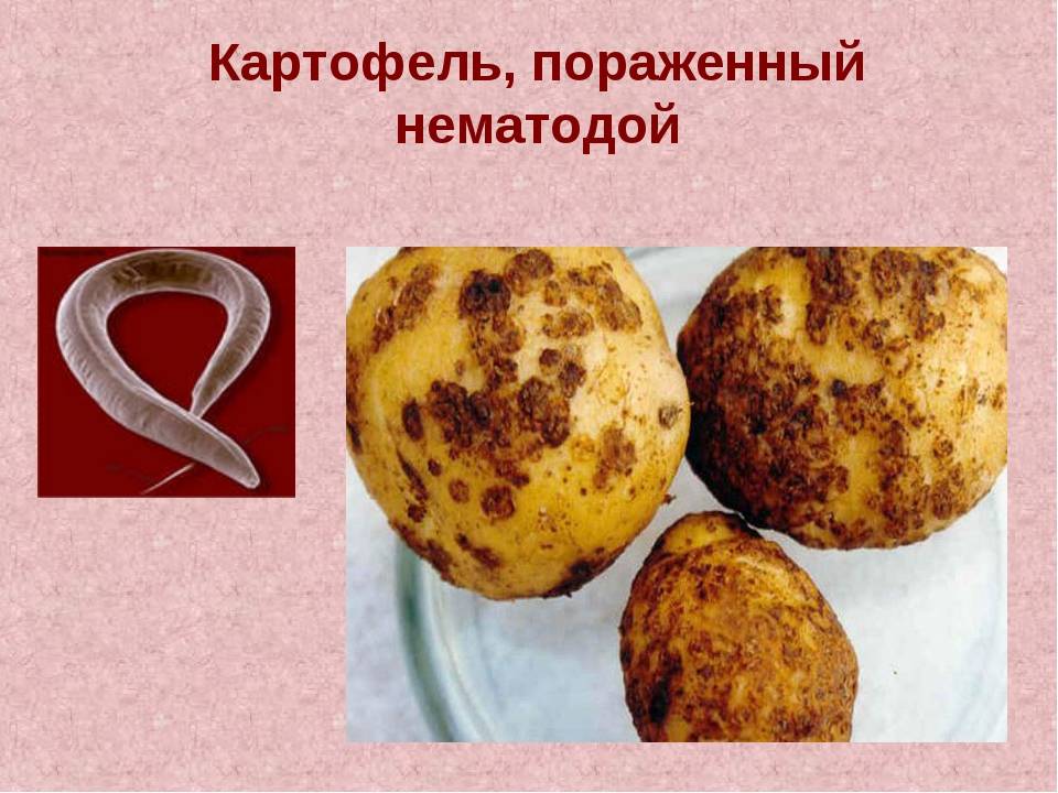 Нематода картофельная | справочник пестициды.ru