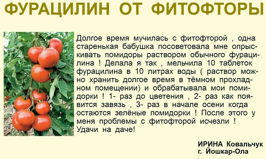 Выращивание помидоров в бочке: преимущества и недостатки, правила ухода