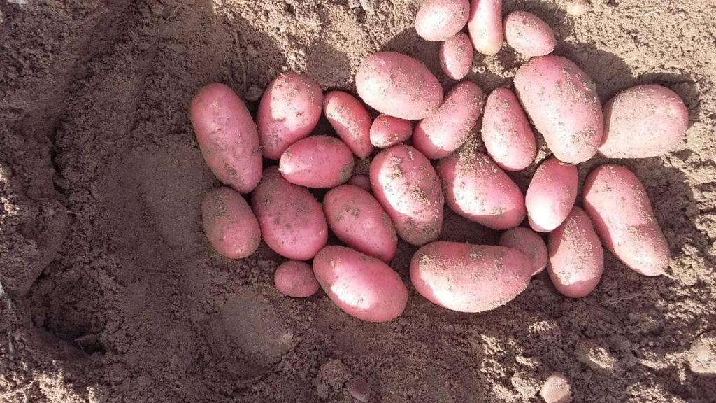 Описание и характеристика сорта картофеля беллароза, посадка и уход