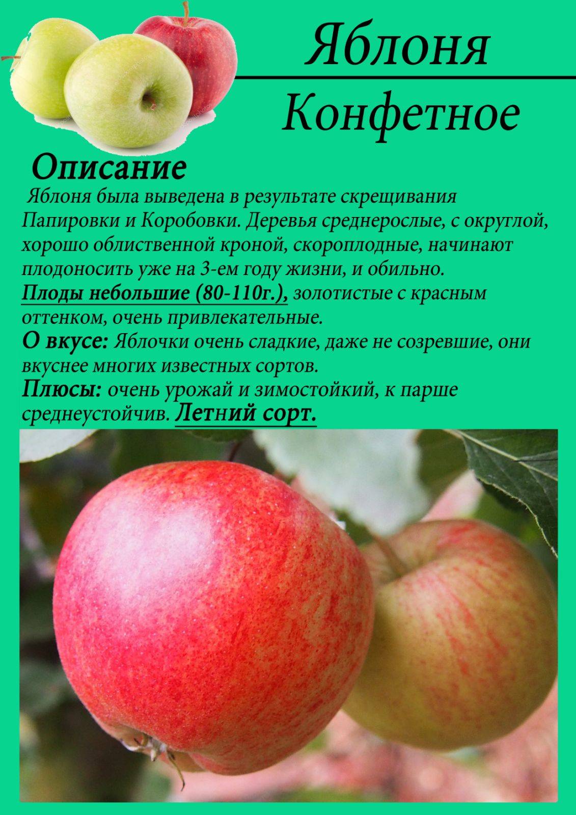 Яблоня коричневое полосатое: описание и характеристики сорта, разновидности, посадка и уход