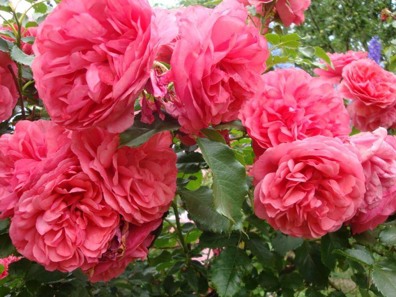 Плетистая роза rosarium uetersen (розариум ютерсен): описание сорта, фото