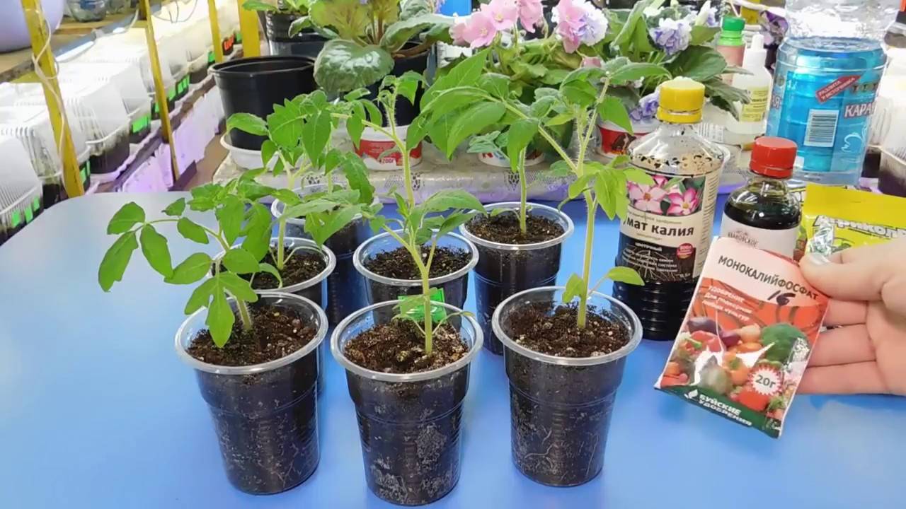 Описание метода пикировки томатов по ганичкиной - все о фермерстве, растениях и урожае