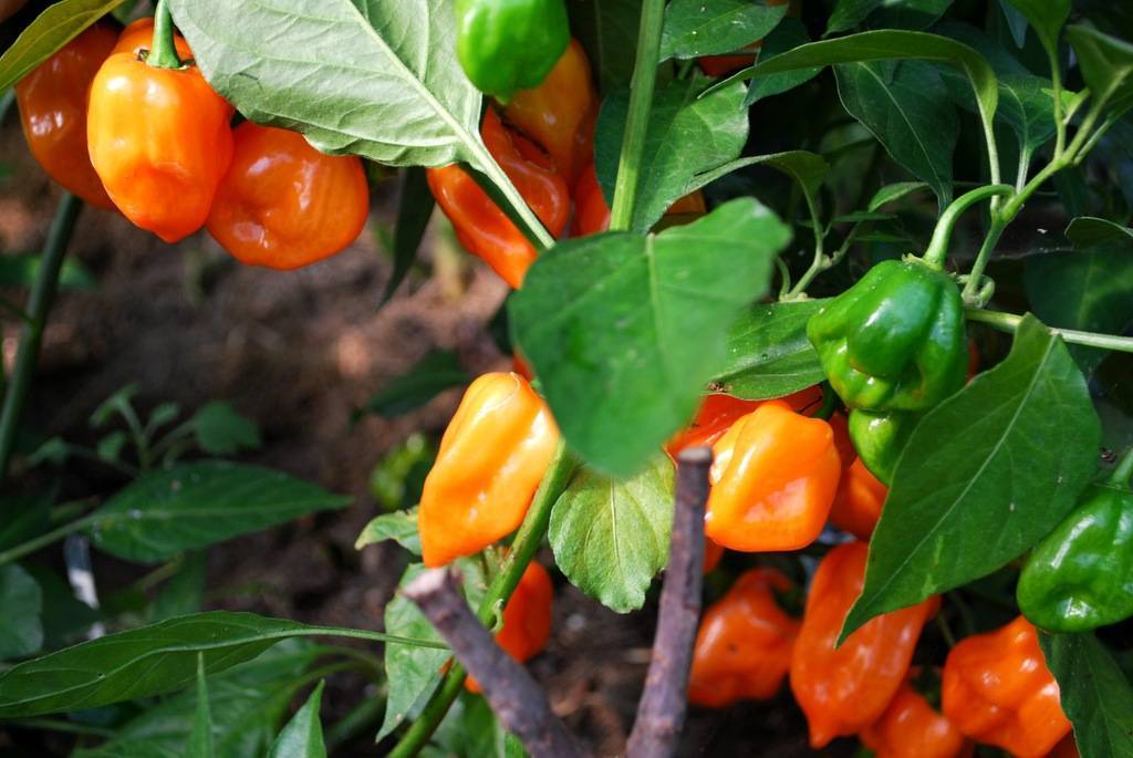 Выращивание перца хабанеро: описание сортотипа и особенностей агротехники