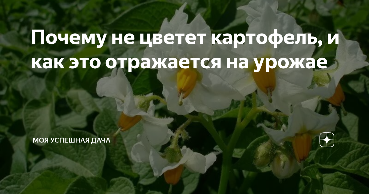 Надо ли обрывать цветы у картофеля: мнение специалистов :: syl.ru