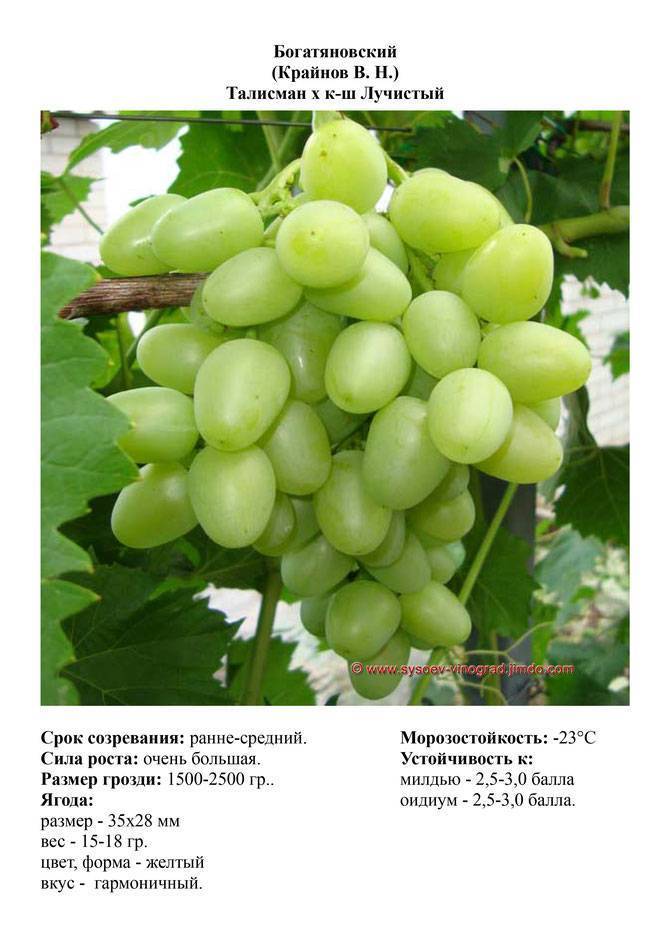 Описание сорта винограда Богатяновский, правила посадки и ухода