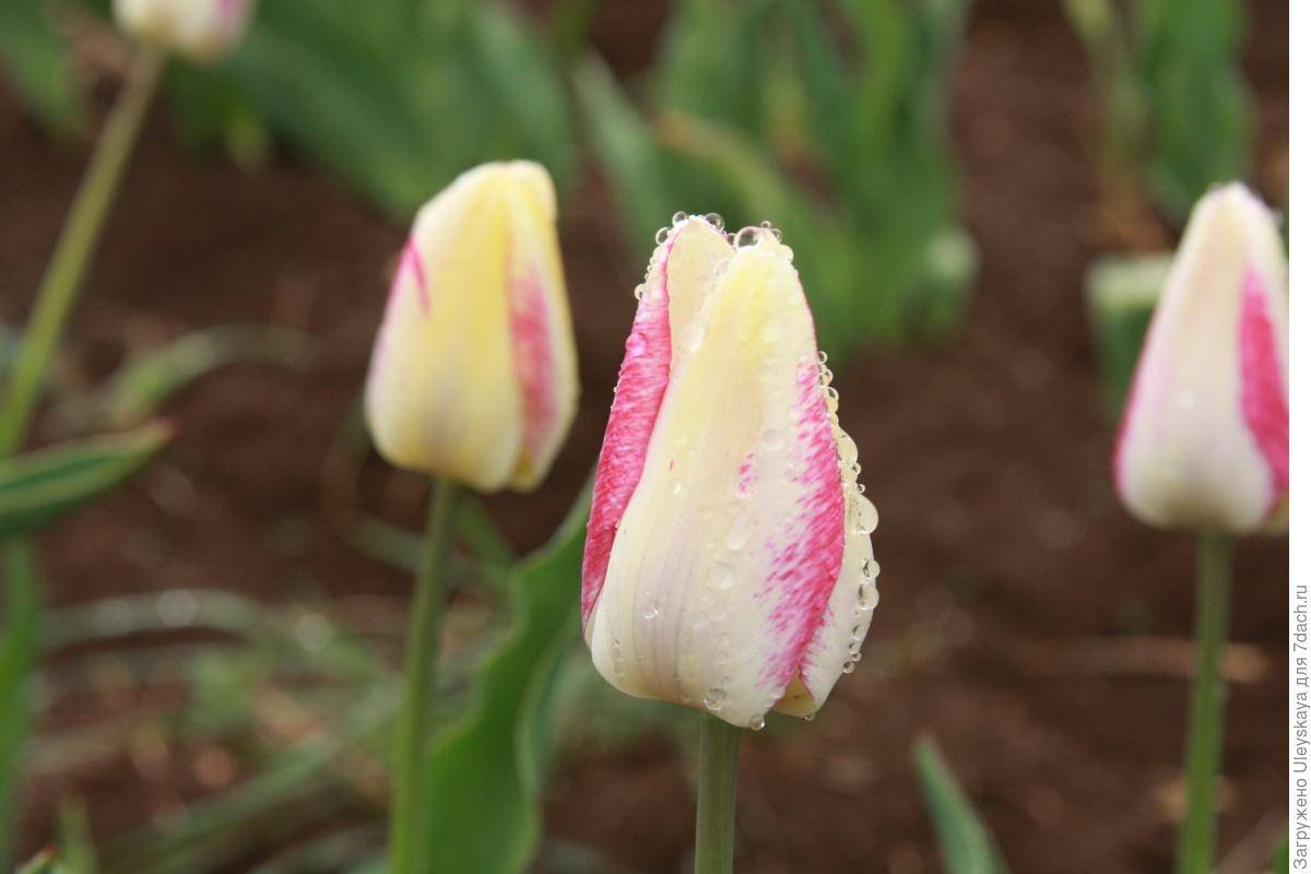Тюльпаны в саду: ландшафтный дизайн, как красиво посадить на участке - 14 фото