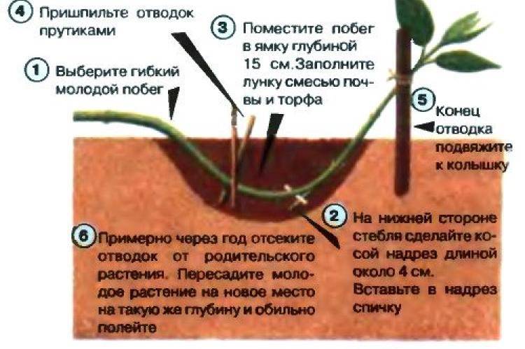 Как размножить барбарис черенками осенью и летом, отводками, семенами