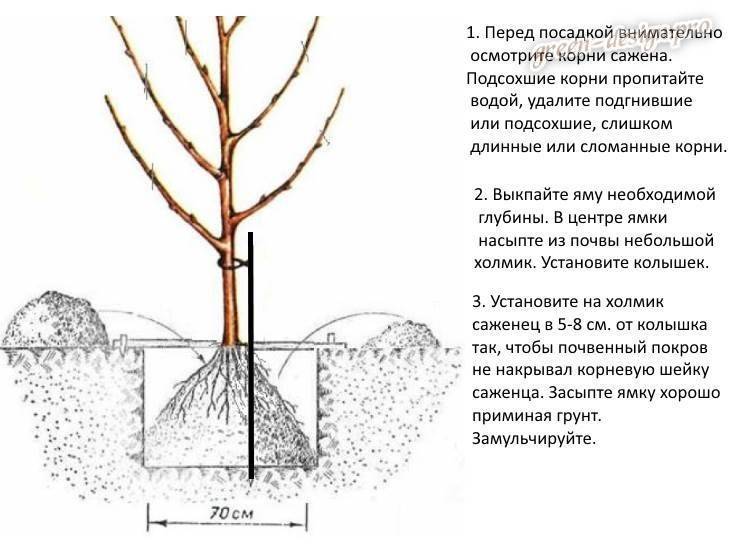 Как посадить грушу: как правильно - расстояние между деревьями, где лучше сажать, схема посадки