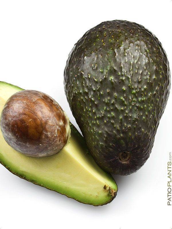 Самые известные сорта авокадо по типам описание продукта и фото