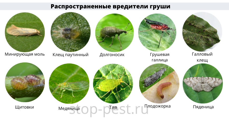 Тля гороховая | справочник пестициды.ru