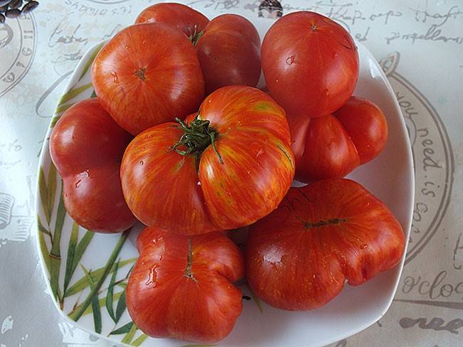 Томат жар птица f1: характеристика и описание сорта, отзывы тех кто сажал помидоры об их урожайности, фото семян