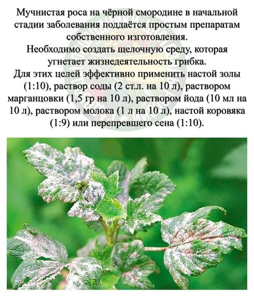 Роса мучнистая крыжовника и смородины | справочник пестициды.ru