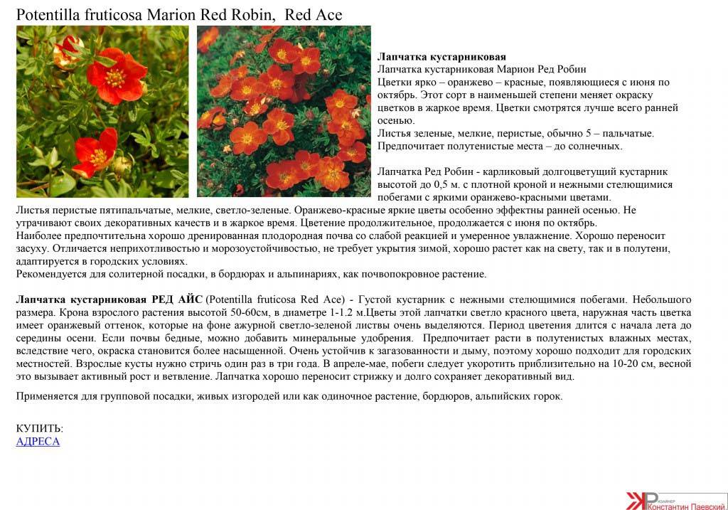 Лапчатка кустарниковая: 25 сортов с фото и описанием