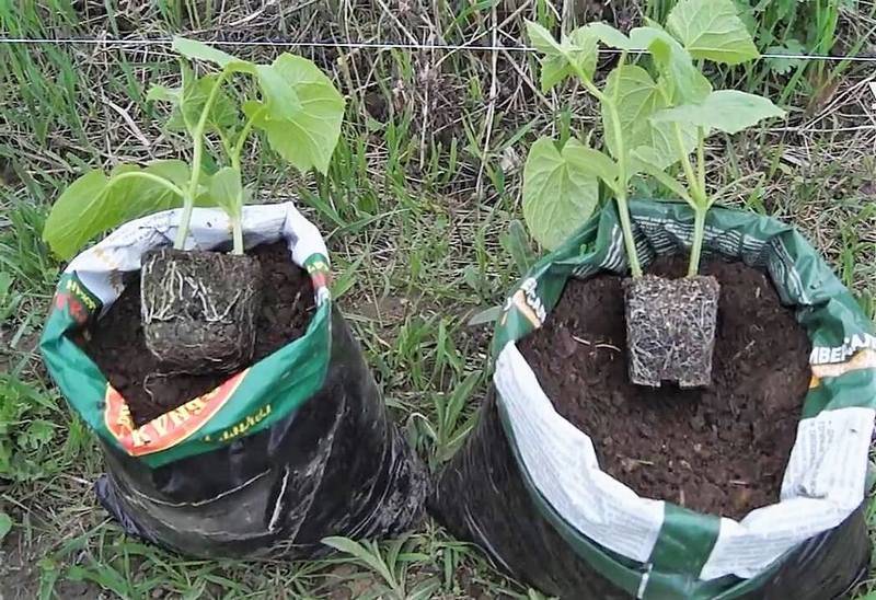 Выращивание огурцов в мешках: пошаговая инструкция, уход и возможные вредители