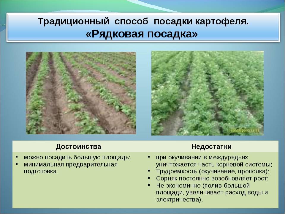 Схема посадки картофеля в открытом грунте расстояние между рядами и в ряду