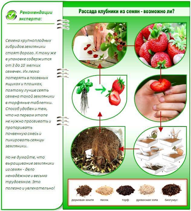 Клубника кардинал: описание сорта и особенности выращивания ягоды