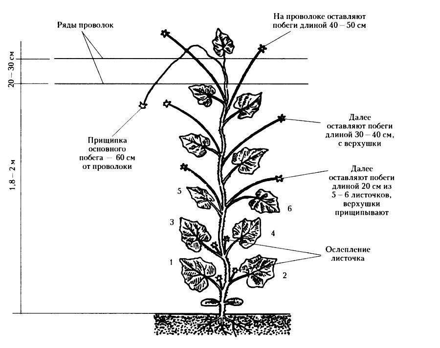 Как посадить арбузы в открытый грунт или теплицу: сроки посева семян и правила ухода