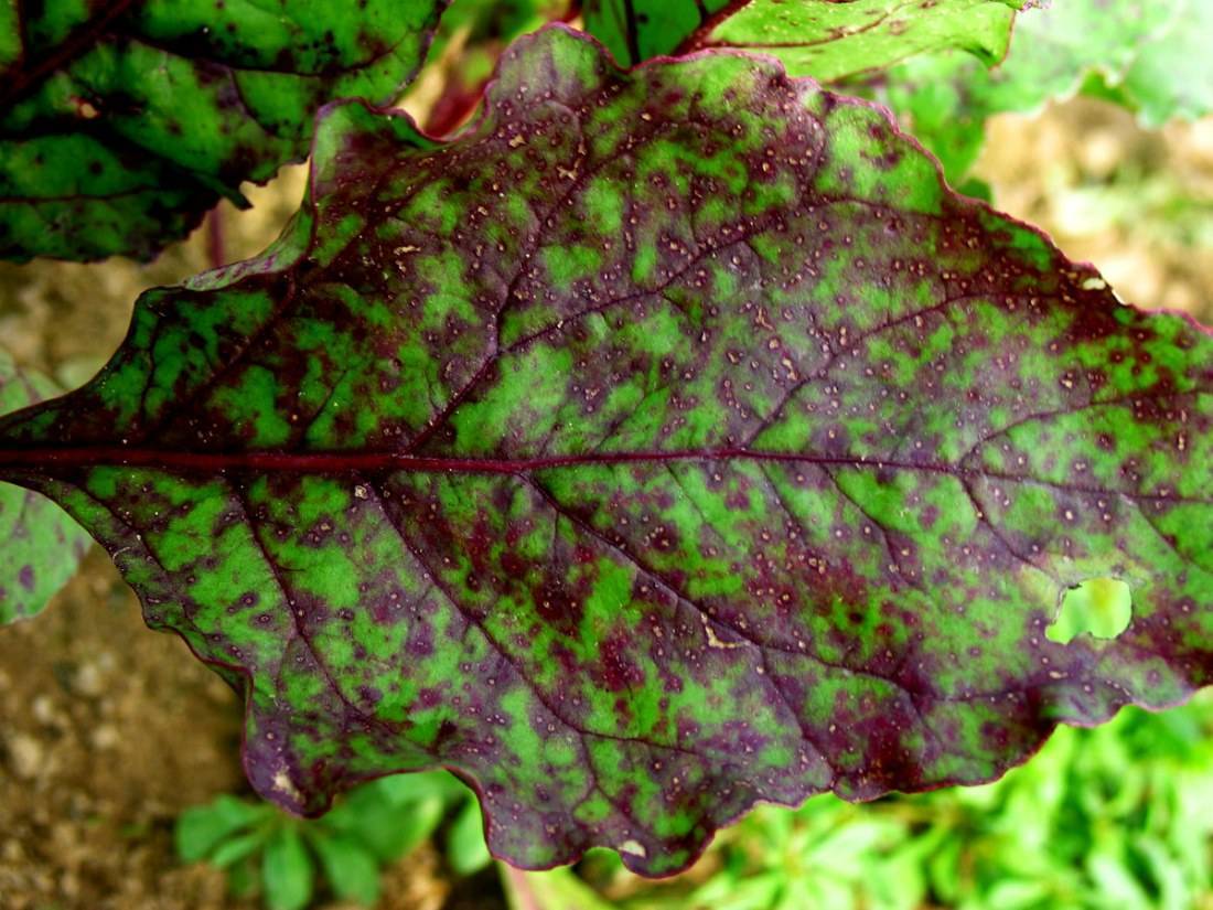 Почему чернеют и сохнут листья спатифиллума и что делать, чтобы спасти растение?