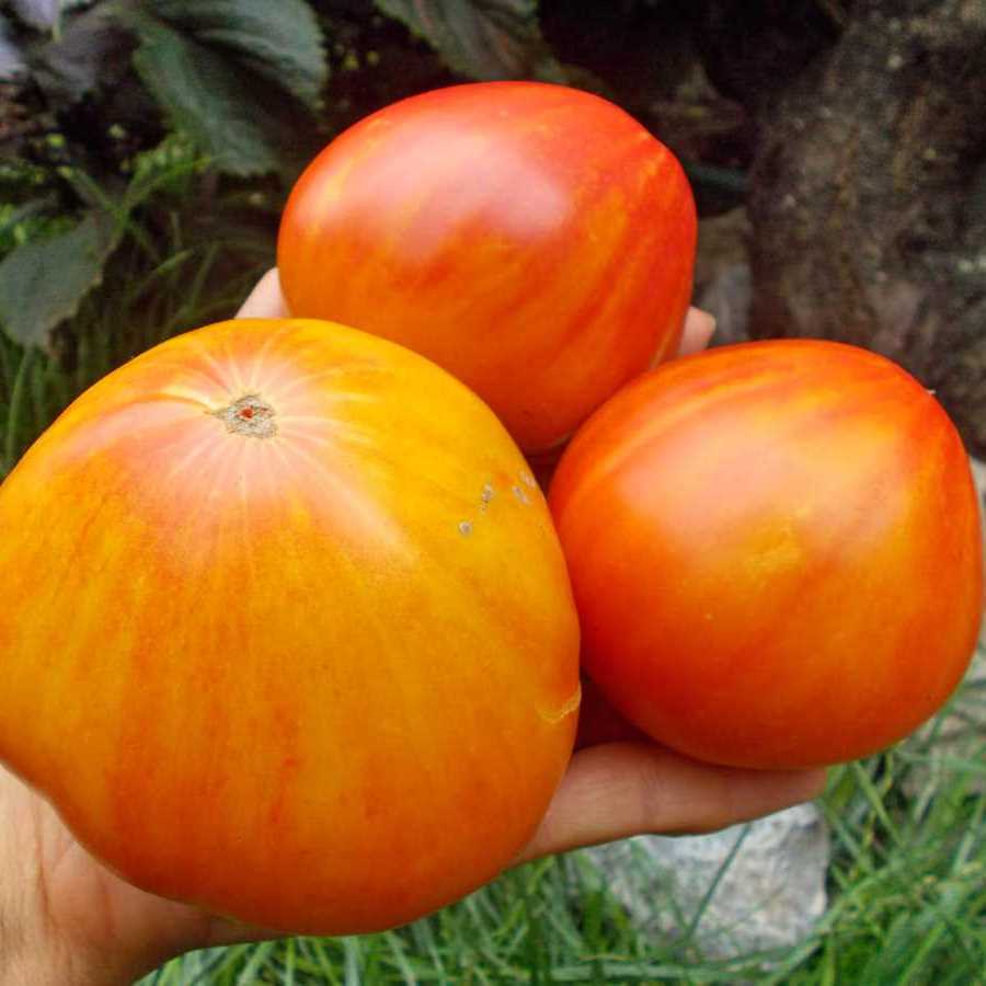 Семена:томат оранжевый слон минусинский