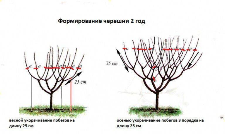 Обрезка вишни: когда и как правильно ее делать (схемы, фото)
