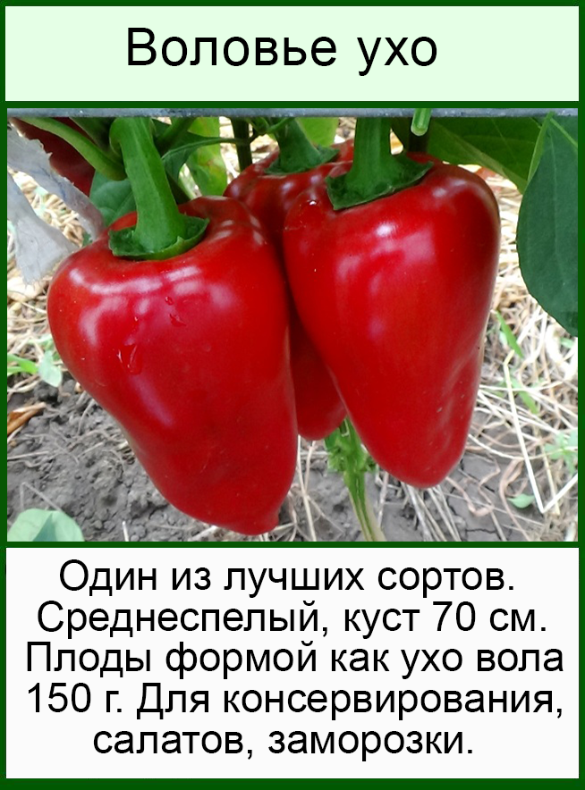 Описание болгарского перца сорта Воловье ухо и выращивание рассадным способом