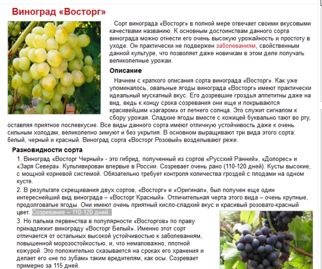 Описание сорта, отзывы и технология выращивания винограда изюминка
