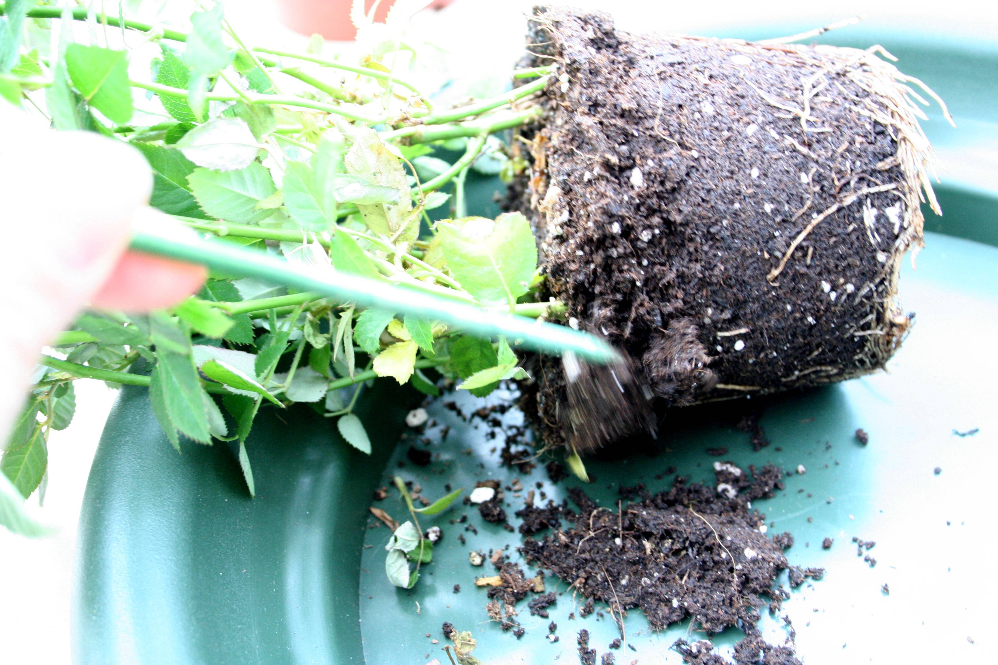 Салат цикорный диетический: выращивание из семян и выгонка зимней зелени