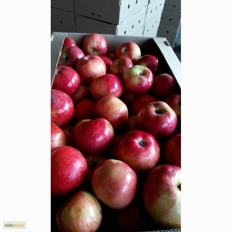 Сорт яблони айдаред- описание, фото, особенности выращивания и ухода