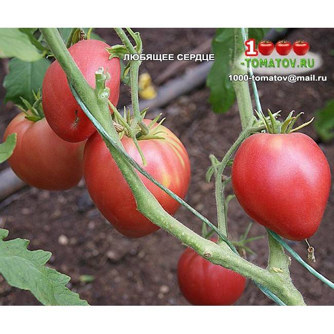 Томат "любящее сердце красное": характеристика и описание сорта помидор с фото, отзывы об урожайности, уральский дачник