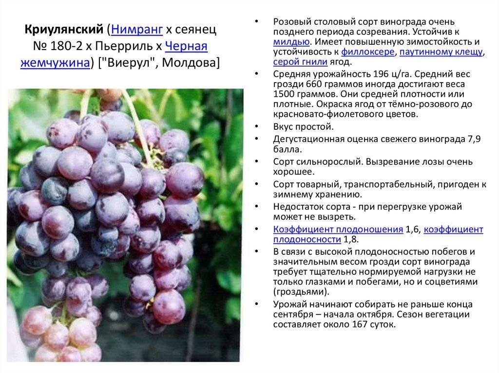 Виноград красень: описание и особенности сорта, специфика ухода, отзывы с фото