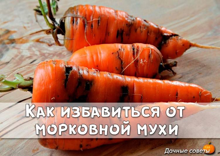 Как избавиться от морковной мухи без химии - дачные советы