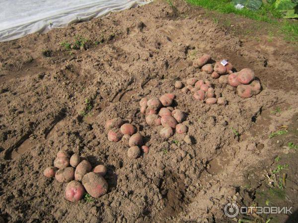 Картофель каменский: характеристика и описание сорта, фото, отзывы