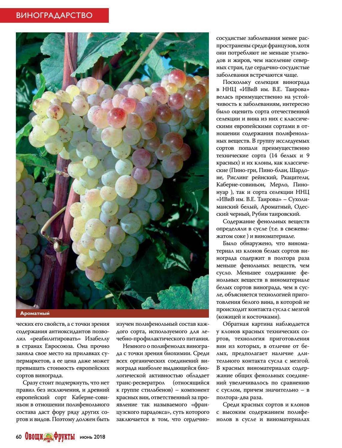 Пино гриджио (пино гри) – белый виноград №1