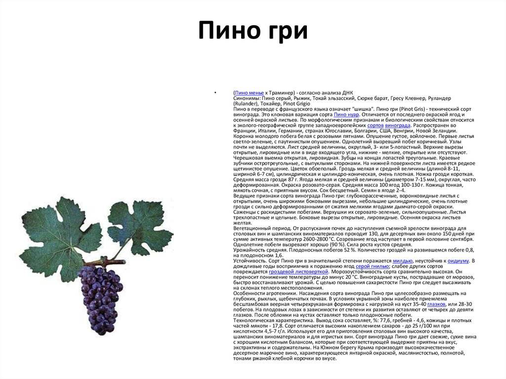 Виноград жемчуг черный, розовый, белый и саба: описание гибридных сортов