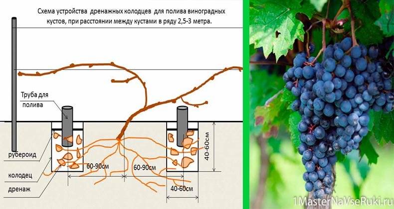 Виноград красностоп золотовский: описание сорта, отзывы и фото