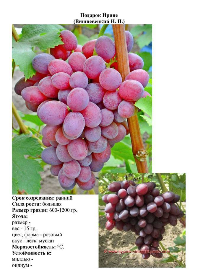 Сорт винограда клубничный фото и описание
