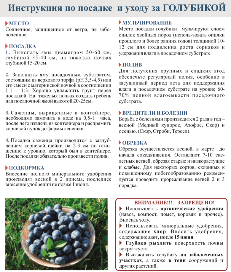 Голубика: посадка и уход в подмосковье, особенности выращивания - sadovnikam.ru