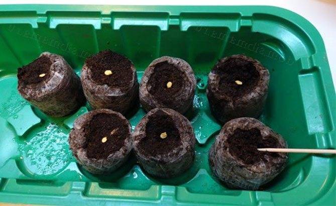 Выращивание рассады томатов в домашних условиях: пошаговая инструкция