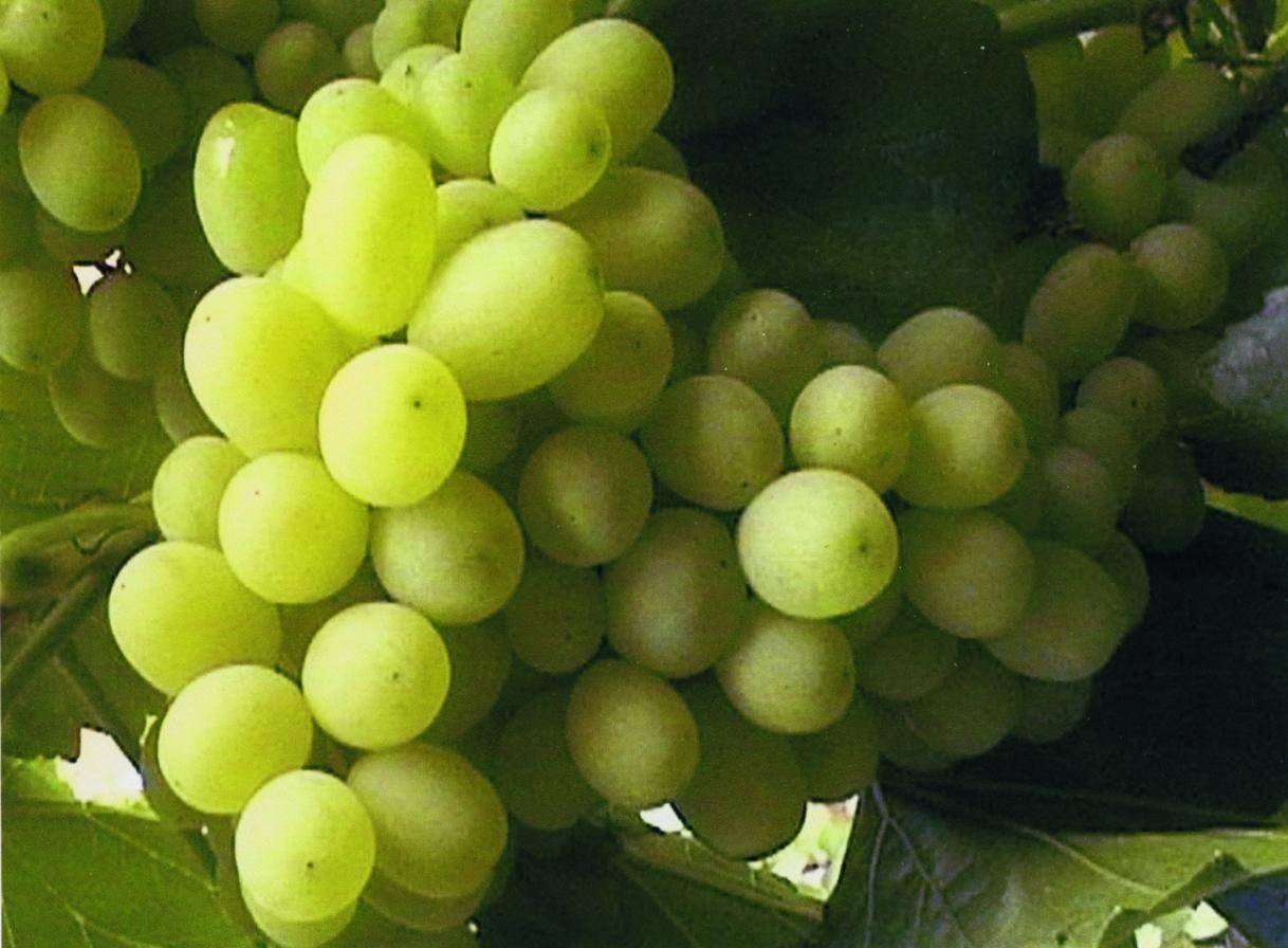 Сорт винограда цитронный магарача: фото, отзывы, описание, характеристики.